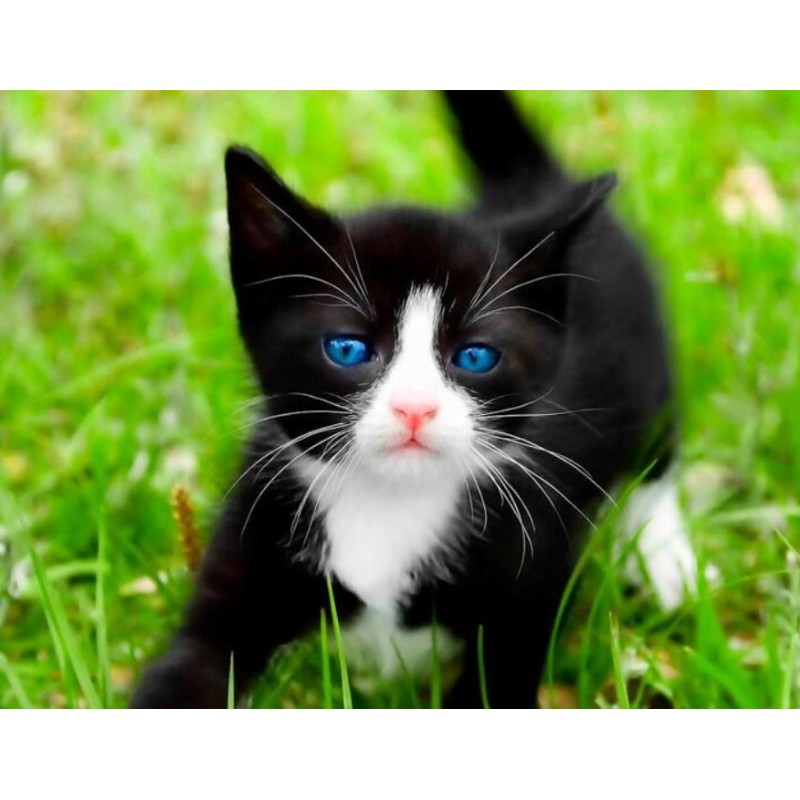 Black Kitten with Blue Ey...