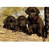 Black Labrador Retriever Puppies