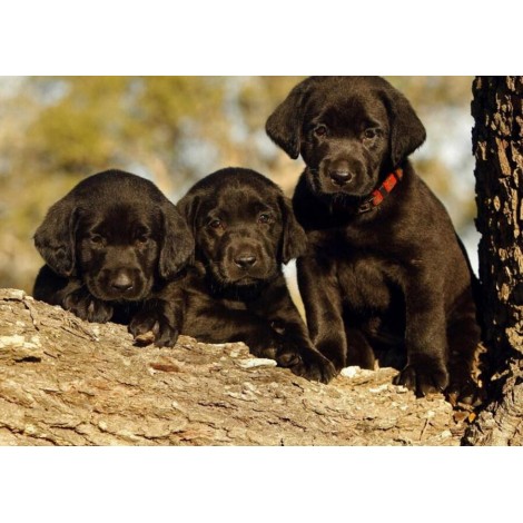Black Labrador Retriever Puppies