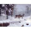 Snow Wolves Coming Out of Forest