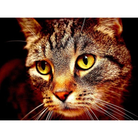 Cat Face Close up DIY Painting Kit
