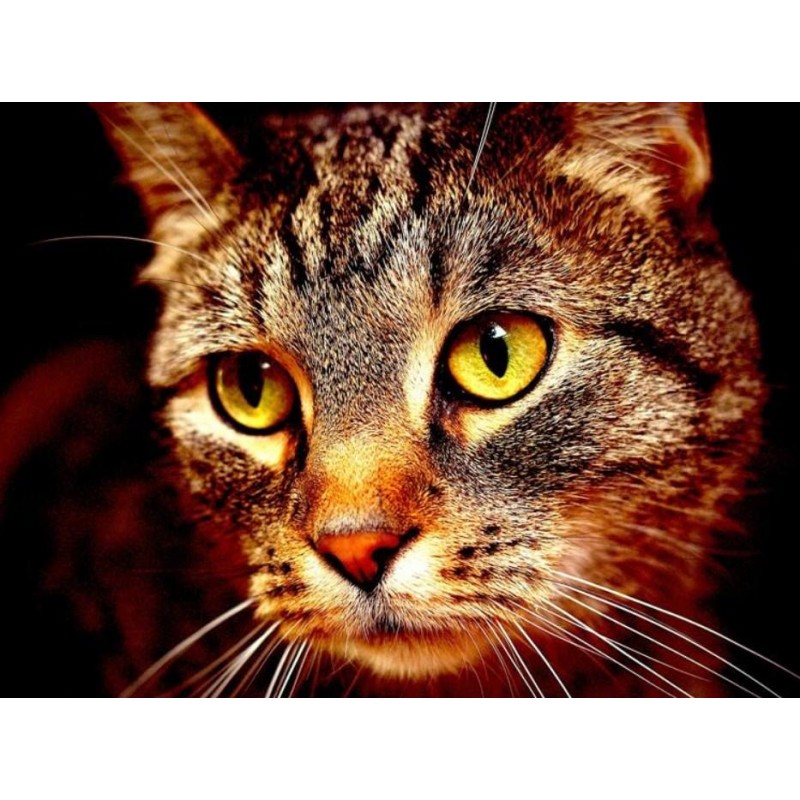 Cat Face Close up DI...