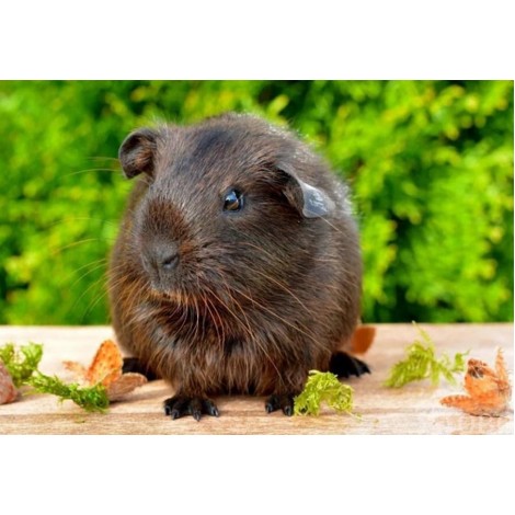 Cute Black Guinea Pig