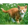 Cute Kitten & Green Grass