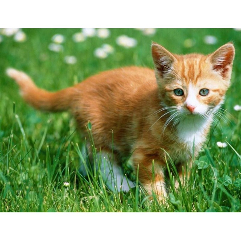Cute Kitten & Gr...