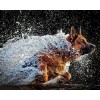 German Shepherd Running in Water