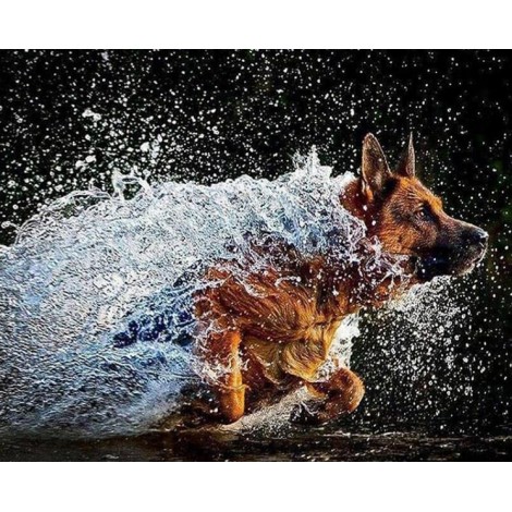 German Shepherd Running in Water