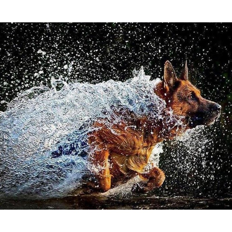 German Shepherd Runn...