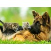 German Shepherd with Cute Kittens