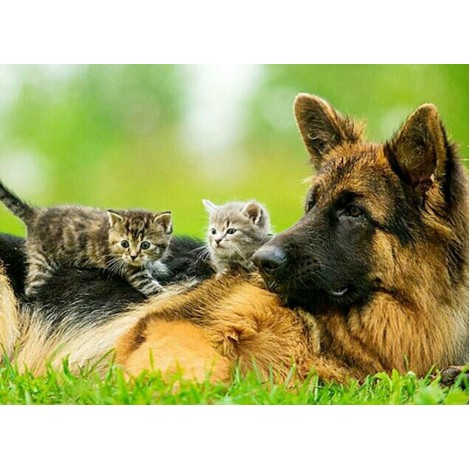 German Shepherd with Cute Kittens