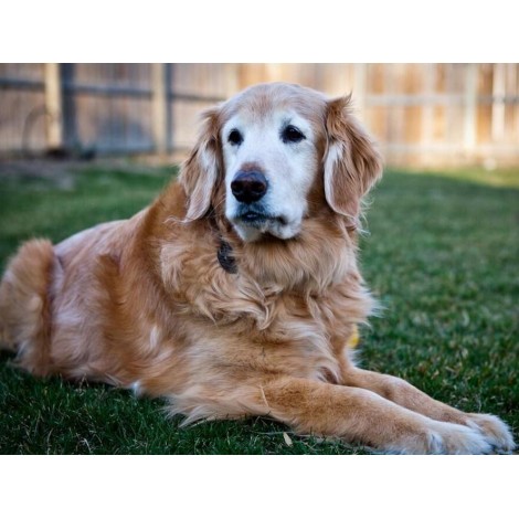Golden Retriever Dog Diamond Painting