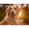Golden Retriever Close Up Painting Kit