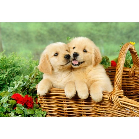 Golden Retriever Puppies in Basket