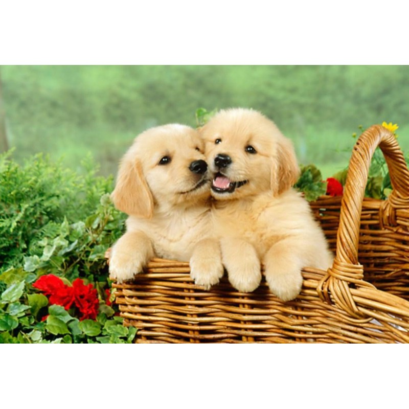 Golden Retriever Pup...
