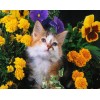 Beautiful Cat & Yellow Flowers