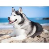 Husky at Beach Diamond Painting