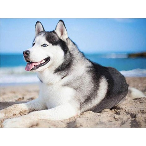 Husky at Beach Diamond Painting
