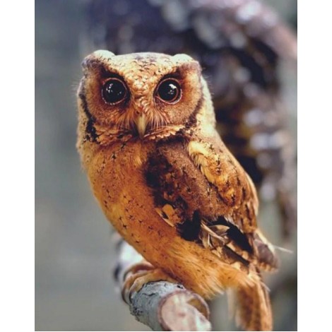 Owl Beauty - Paint by Diamonds