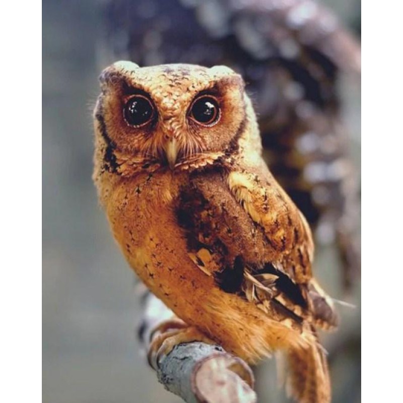 Owl Beauty - Paint b...