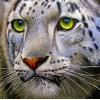 Snow Leopard with Green Eyes