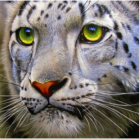 Snow Leopard with Green Eyes