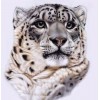 Snow Leopard Face Diamond Painting