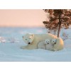 Snow Bear with Cubs - Paint by Diamonds