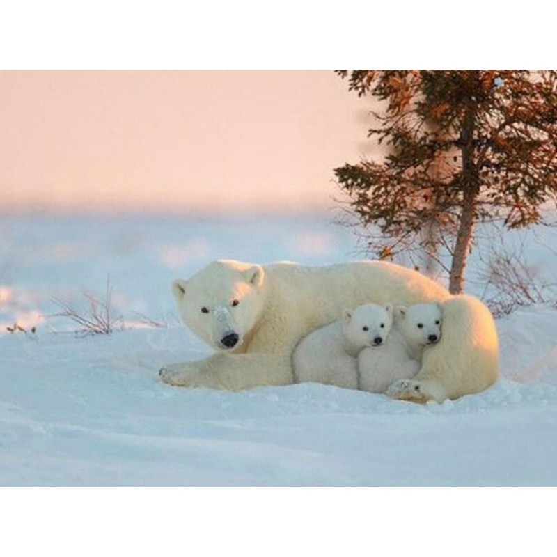 Snow Bear with Cubs ...