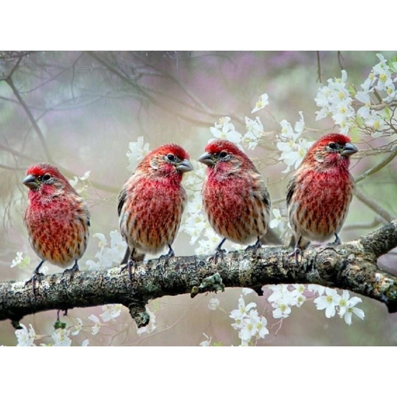 Sing Birds - Diamond...