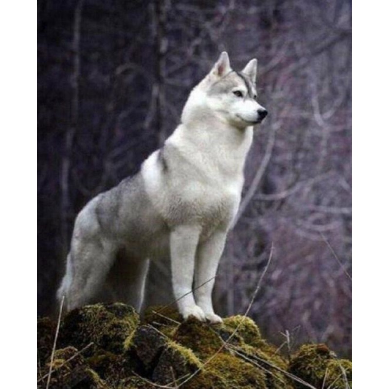 Serbian Husky - Pain...