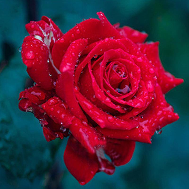 Gorgeous Rose with D...