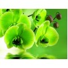 Green Orchids - Paint by Diamonds