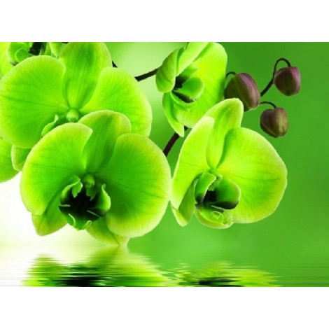 Green Orchids - Paint by Diamonds