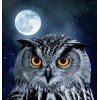 Owl & Full Moon Night