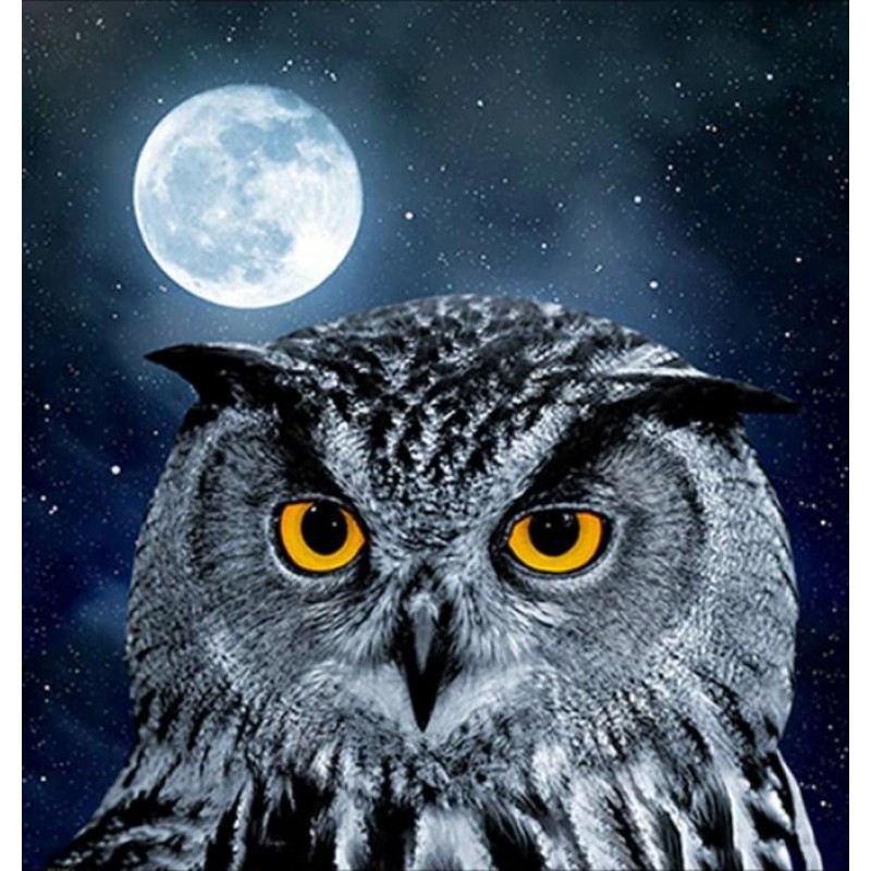 Owl & Full Moon Nigh...