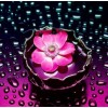Pink Flower in Water & Raindrops