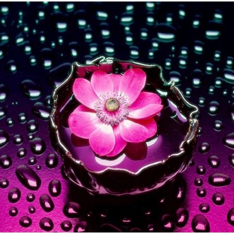 Pink Flower in Water & Raindrops
