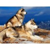 Siberian Husky Pair on Mountains