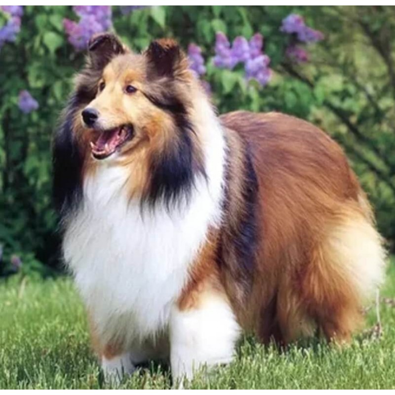 Sheltie Diamond Pain...