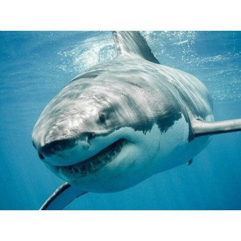 Shark in Blue Water