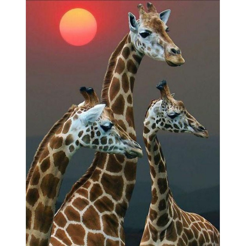 Setting Sun & Gi...