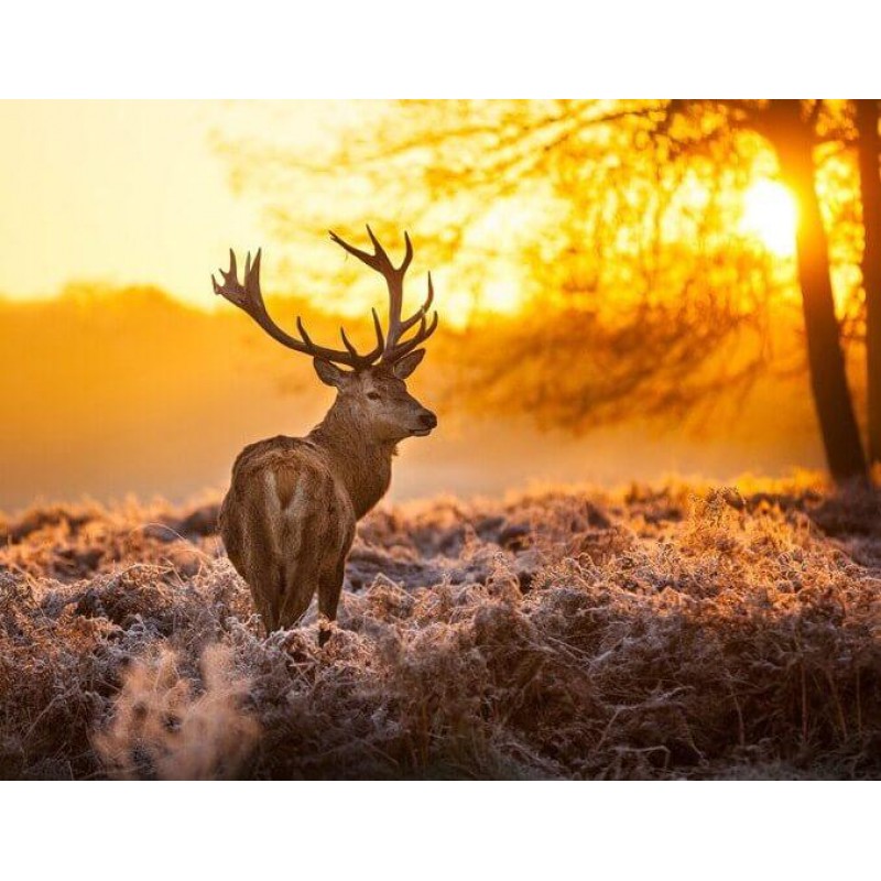 Setting Sun & De...