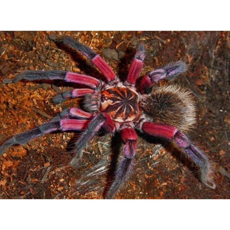 Sequined Spider - Pa...