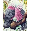 Pink & Grey Cockatoos Pair
