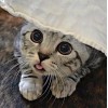 American Short hair Cat Diamond Painting