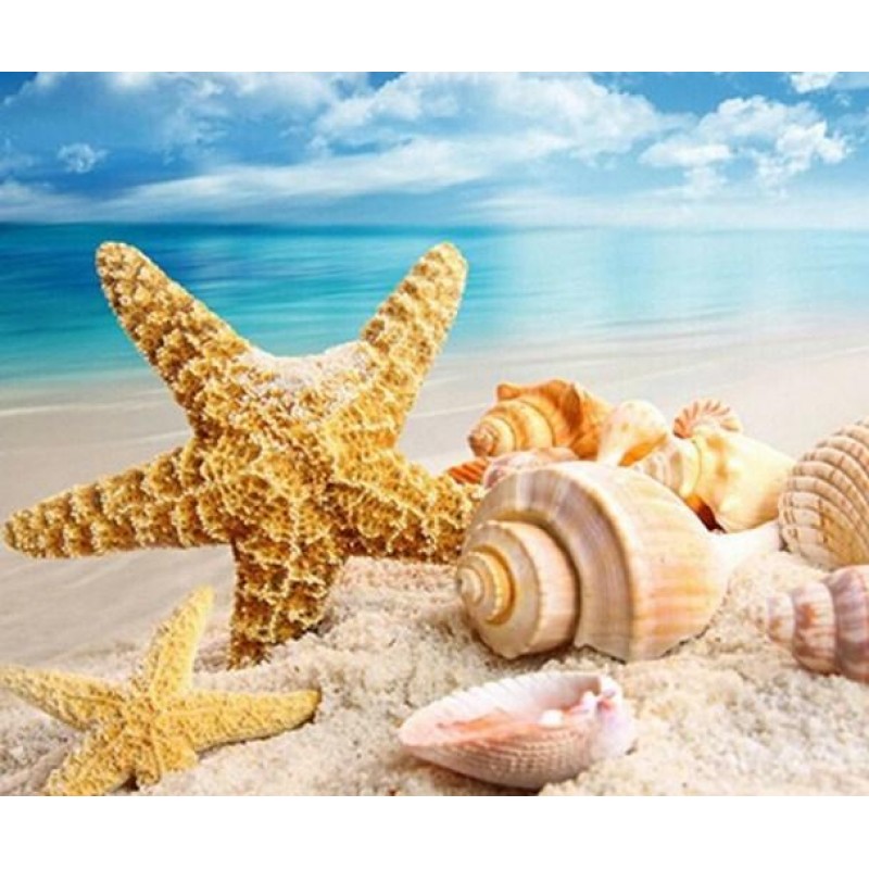 Seashells in the Oce...