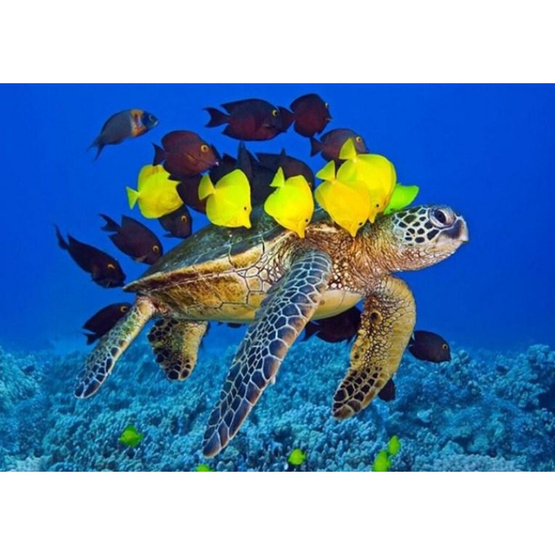 Sea Turtle & Fis...