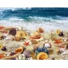 Sea Shells on the Beach