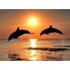 Sea Dolphins & Sunset View