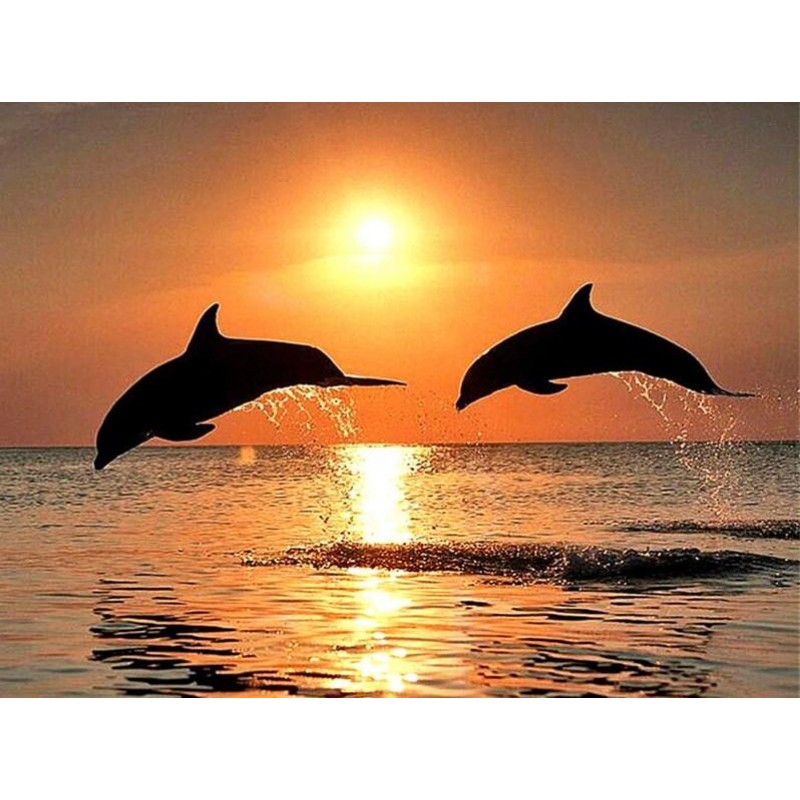 Sea Dolphins & Sunse...